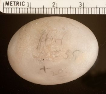 Media type: image;   Herpetology R-4928